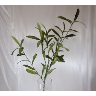 Olive leaf